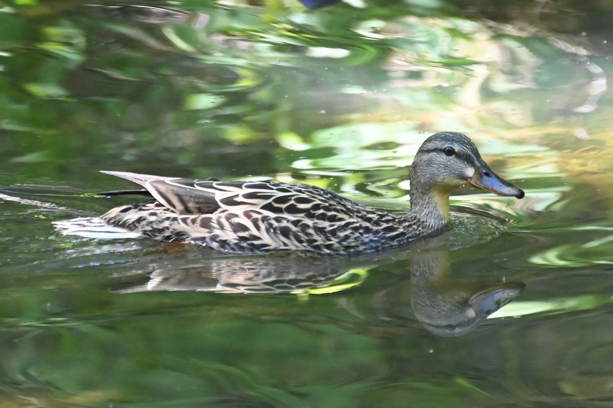 Mallard - ML619852065