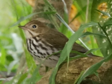 Paruline couronnée - ML619852074