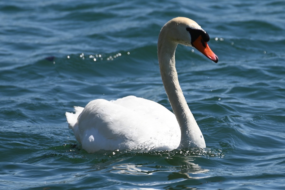 Mute Swan - ML619852078