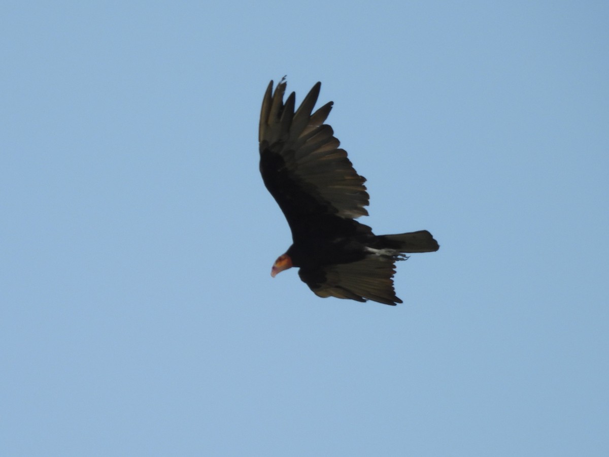 Lesser Yellow-headed Vulture - ML619852084