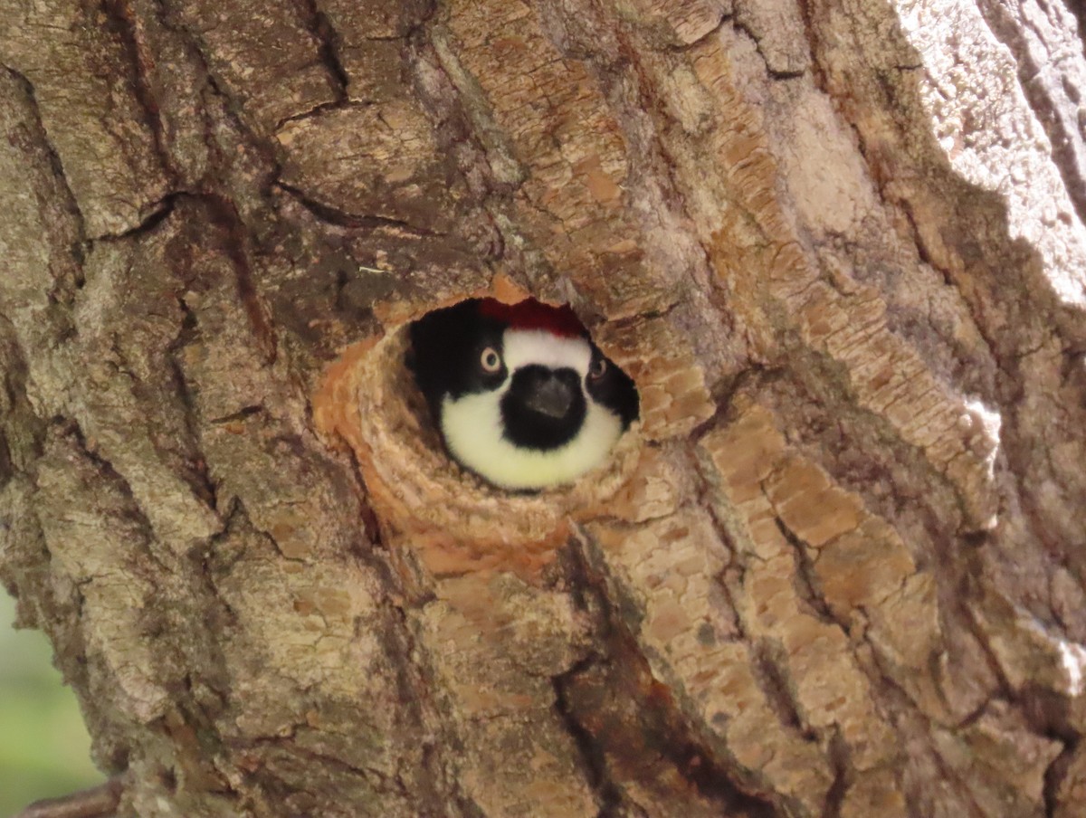 Acorn Woodpecker - ML619852086