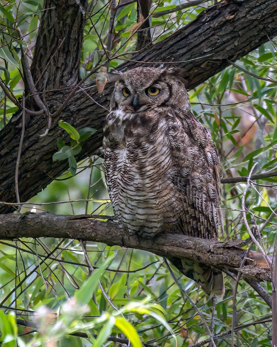 Great Horned Owl - ML619852088