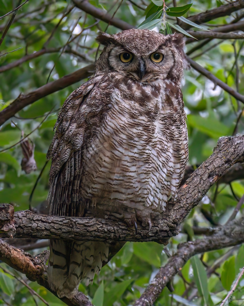 Great Horned Owl - ML619852089