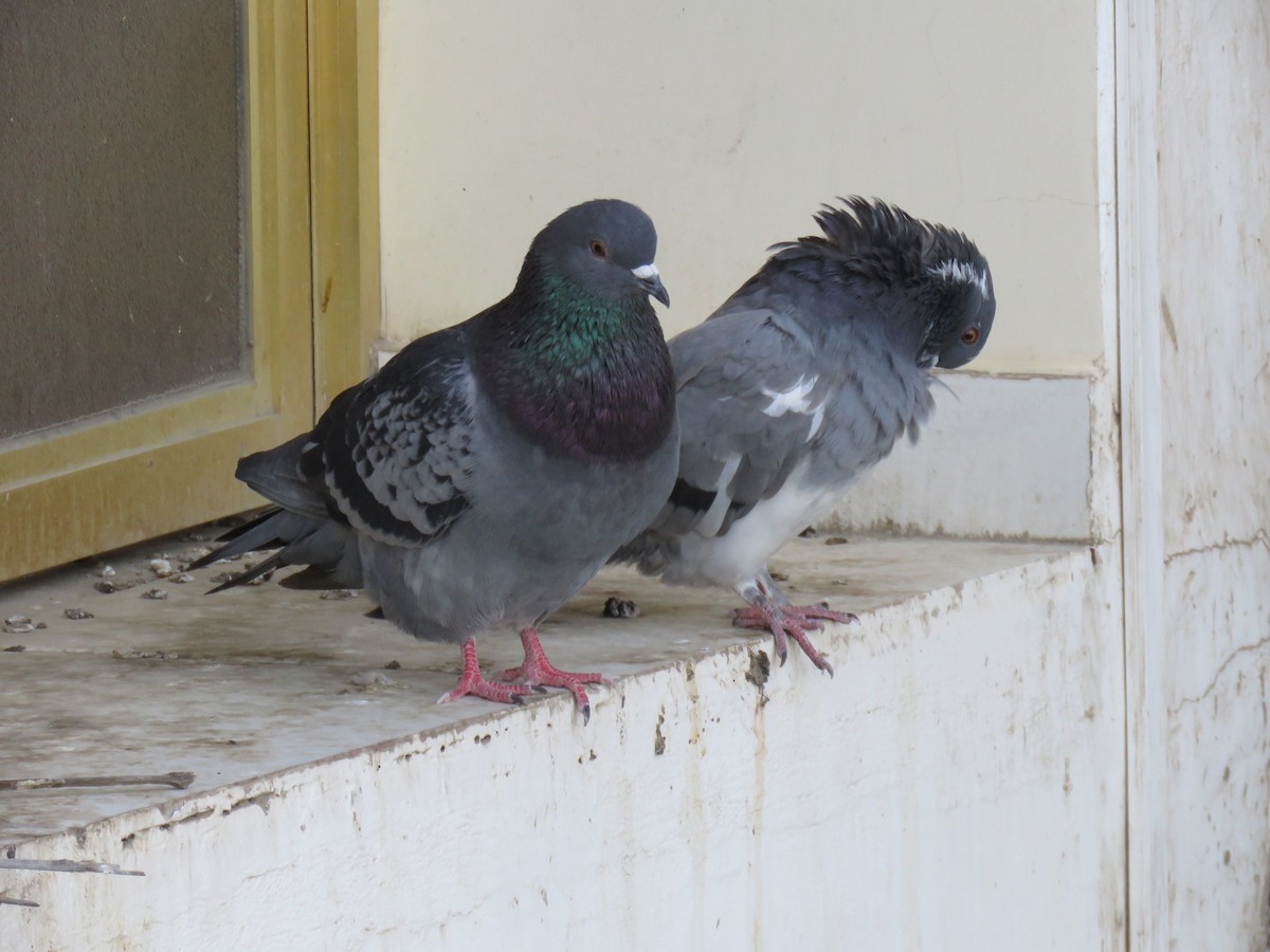 Rock Pigeon (Feral Pigeon) - ML619852113