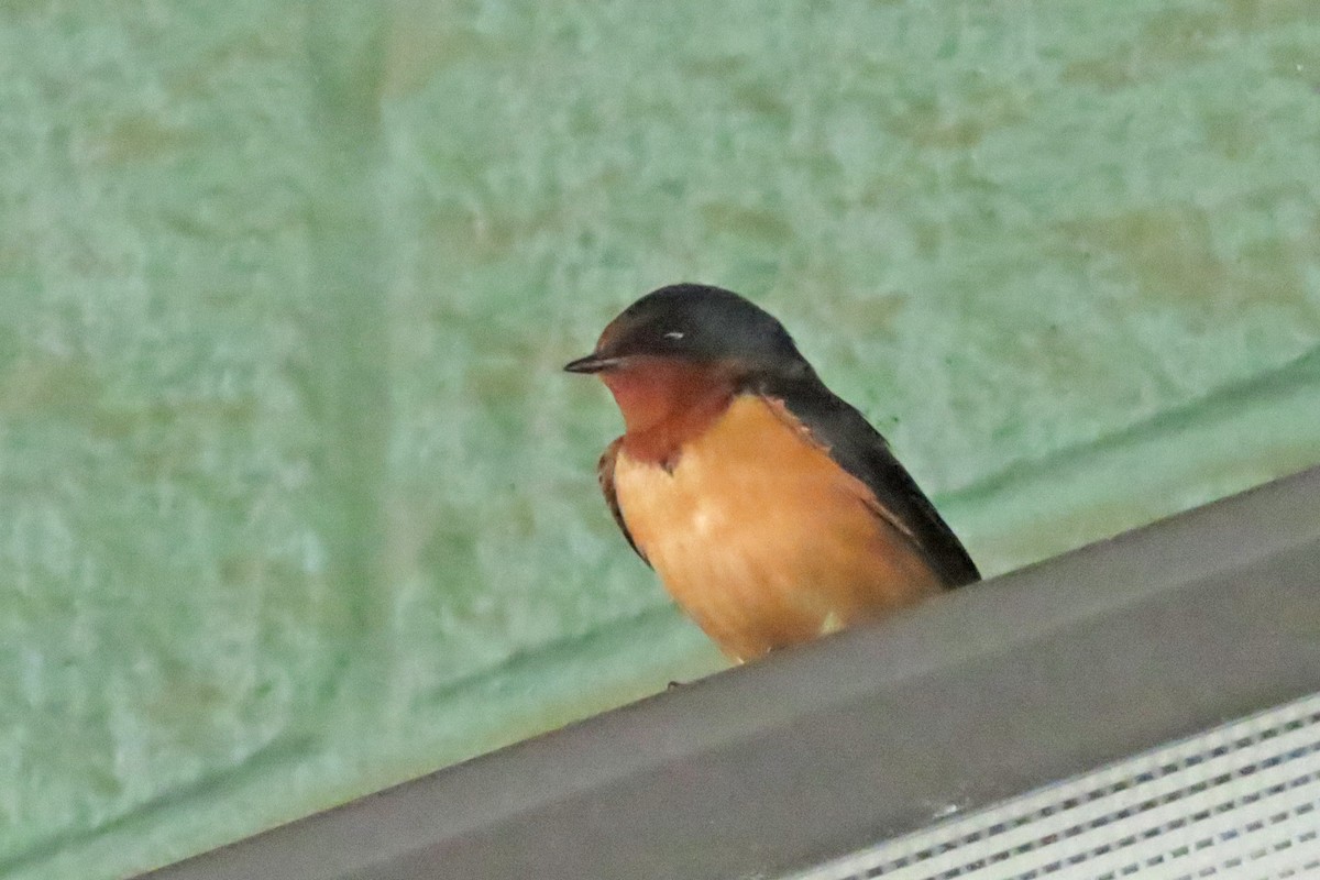 Barn Swallow - ML619852114