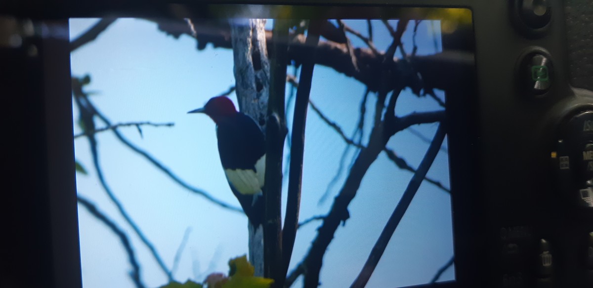 Red-headed Woodpecker - ML619852126