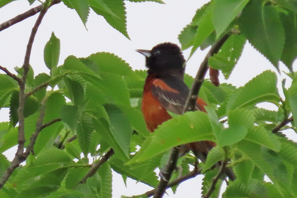 Orchard Oriole - ML619852127