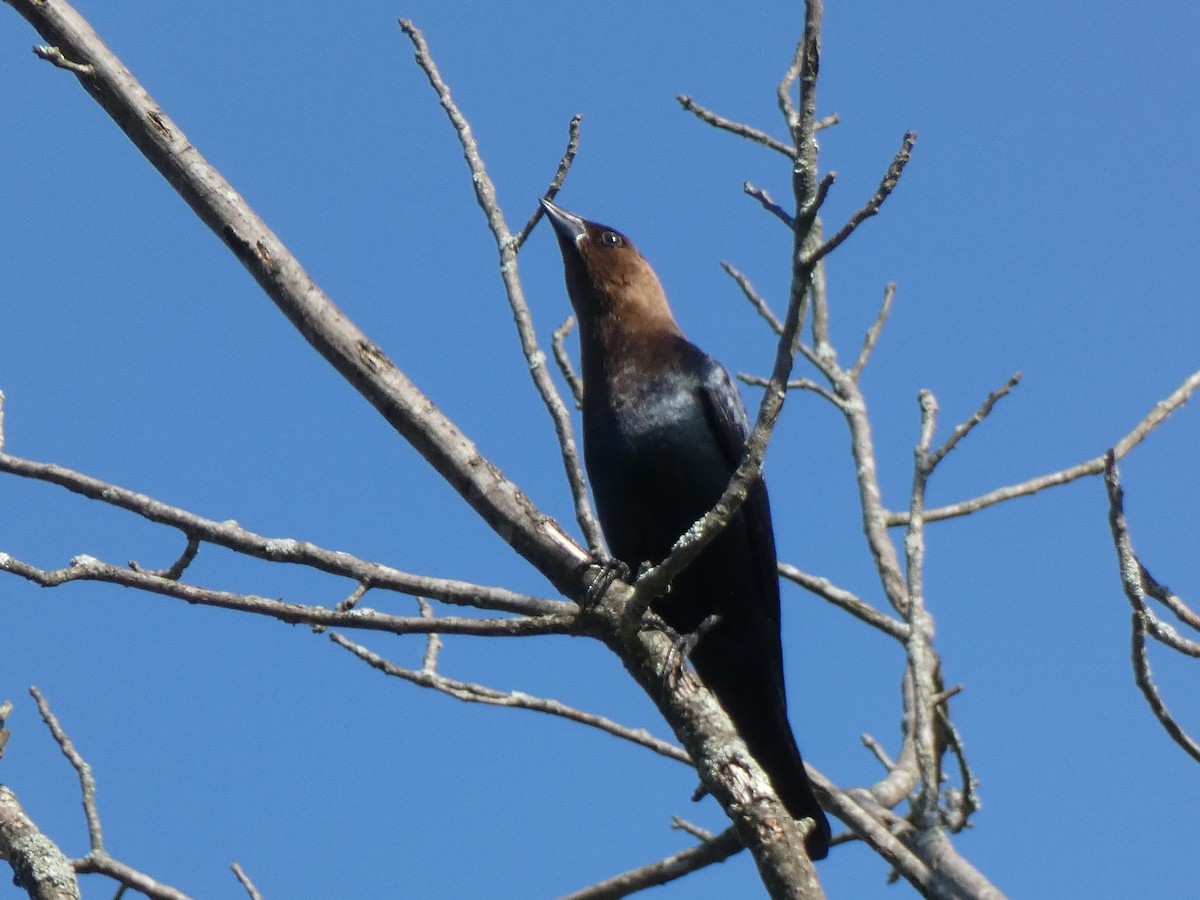 Brown-headed Cowbird - ML619852130