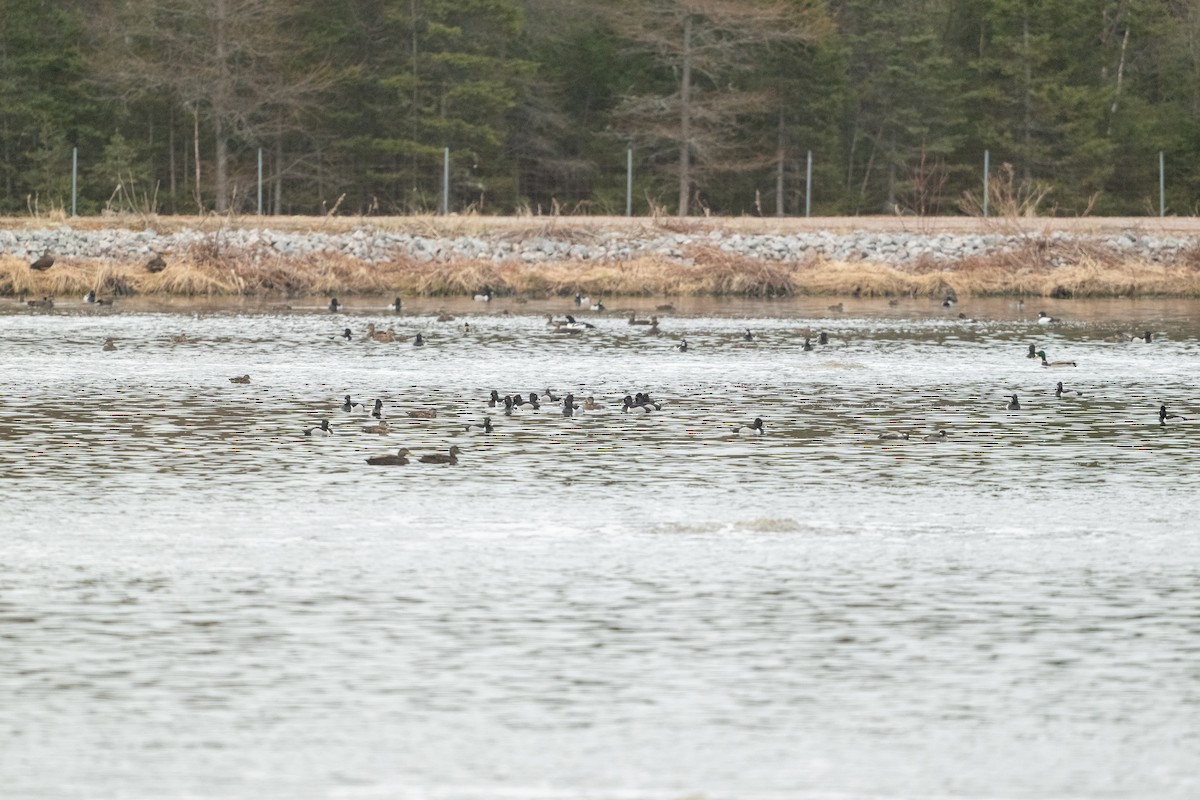 Ring-necked Duck - ML619852132