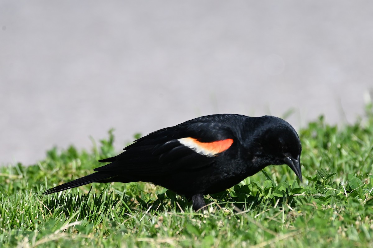 Red-winged Blackbird - ML619852139