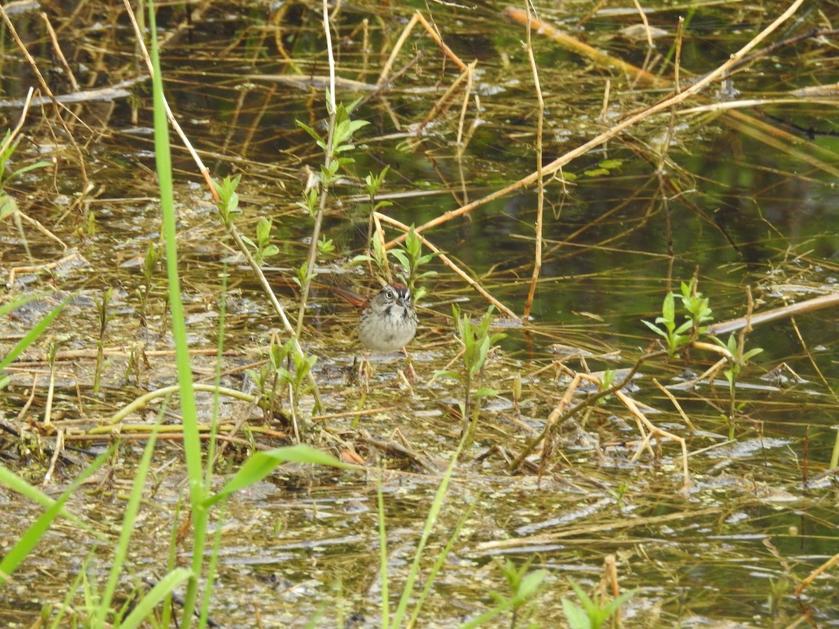 Swamp Sparrow - ML619852153