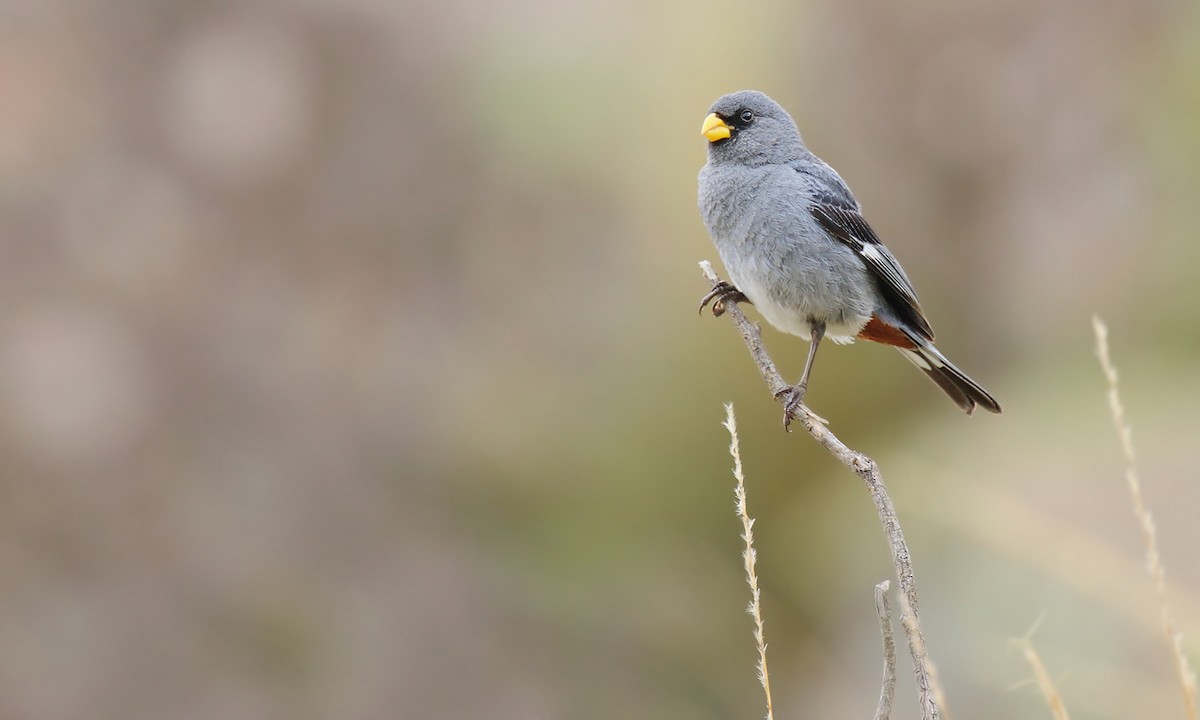 Band-tailed Seedeater - ML619852176