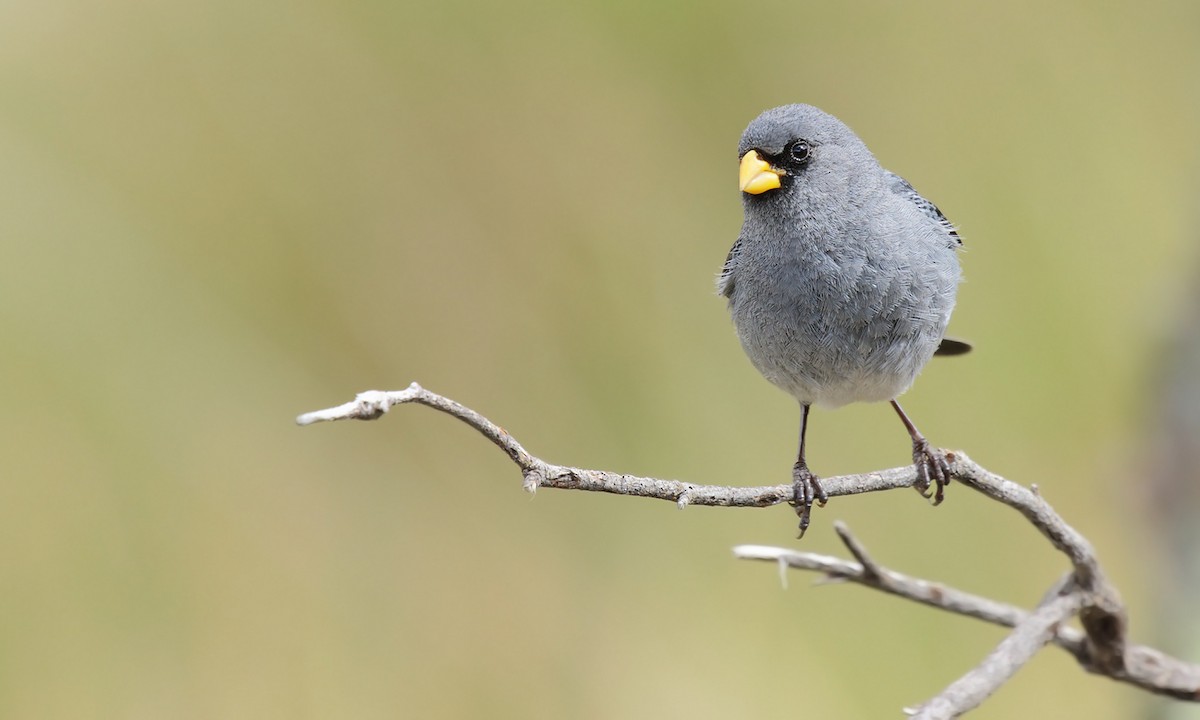Band-tailed Seedeater - ML619852177