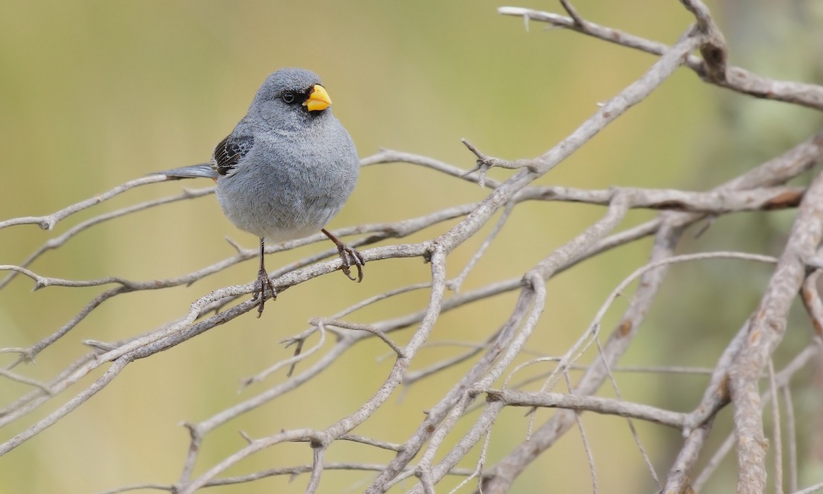Band-tailed Seedeater - ML619852178