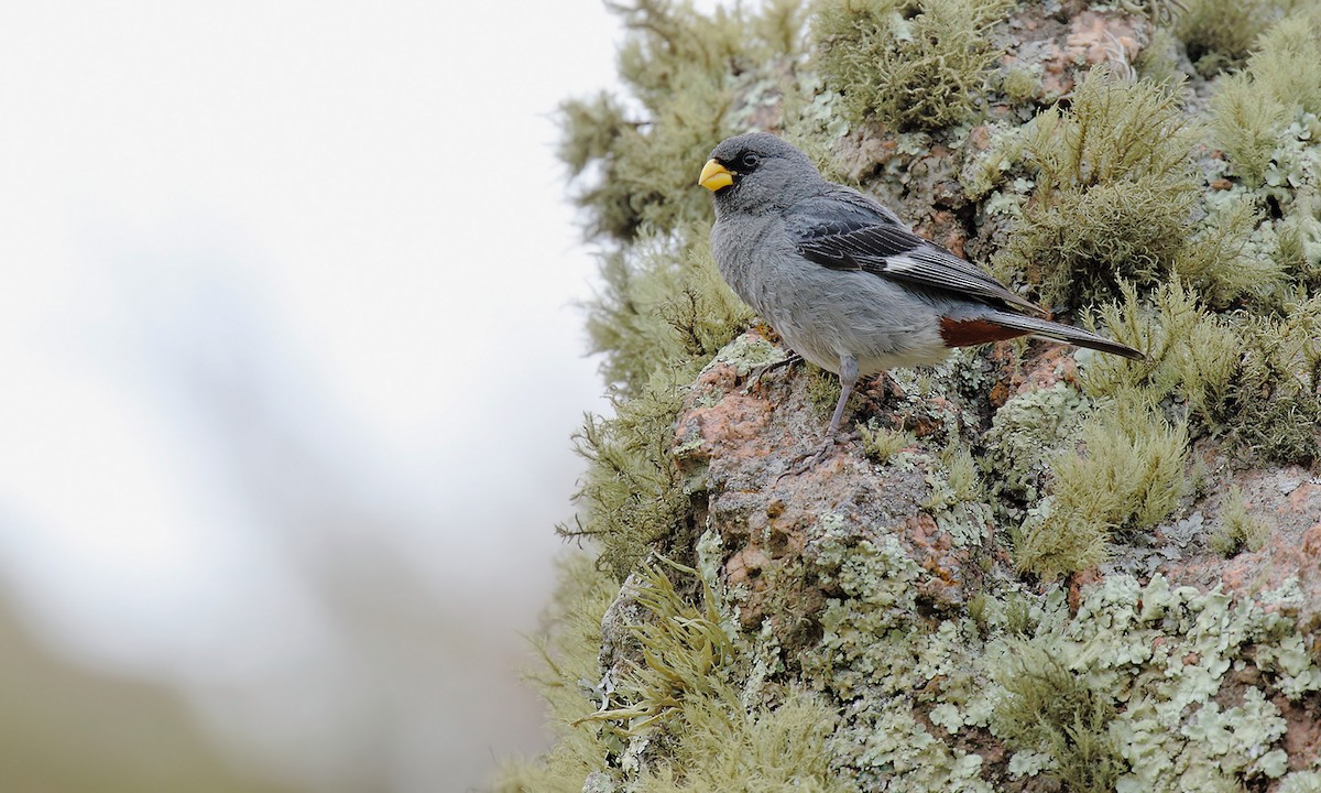 Band-tailed Seedeater - ML619852179