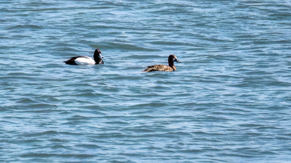 Greater Scaup - ML619852184