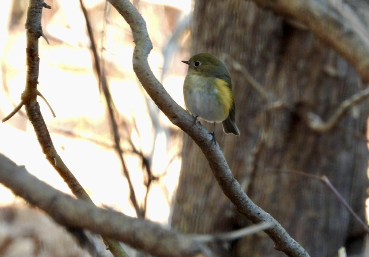 Red-flanked Bluetail - ML619852188