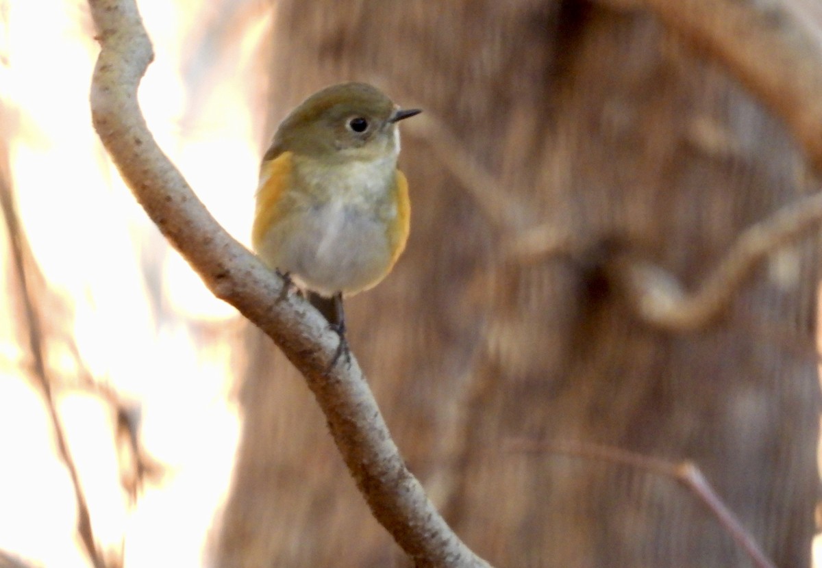 Red-flanked Bluetail - ML619852189