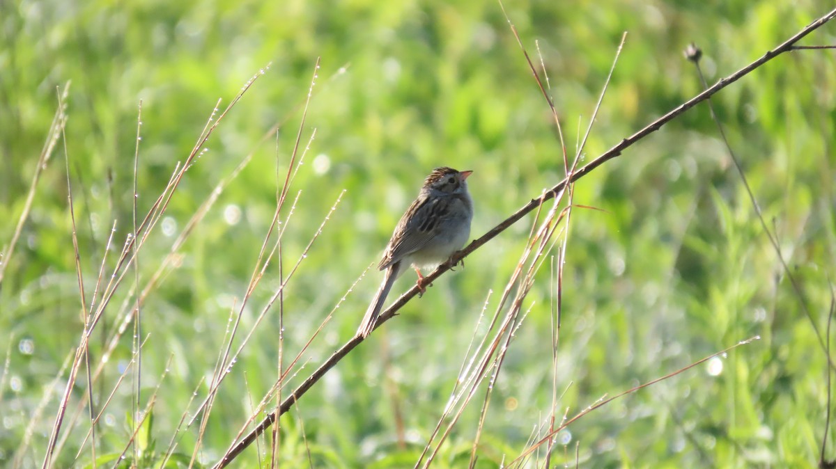 Clay-colored Sparrow - ML619852198