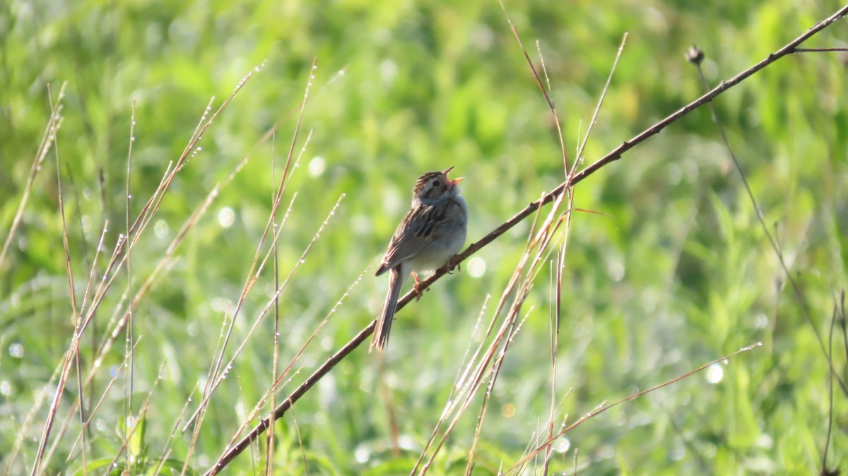 Clay-colored Sparrow - ML619852214