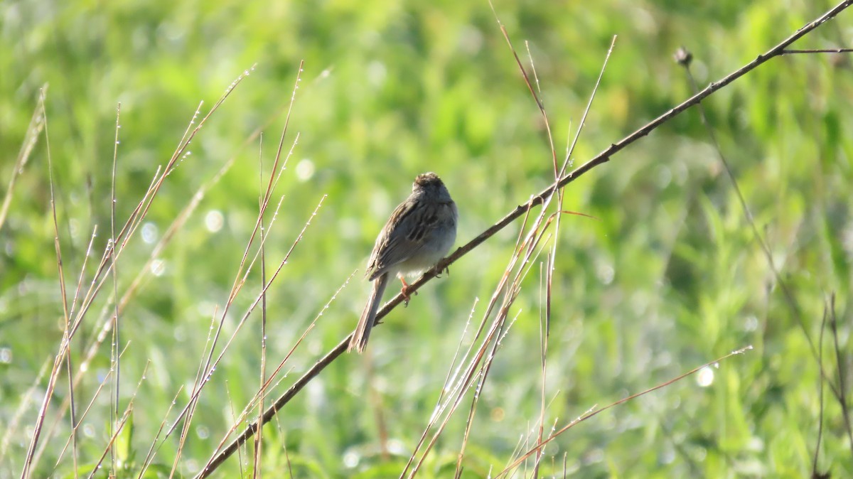 Clay-colored Sparrow - ML619852217