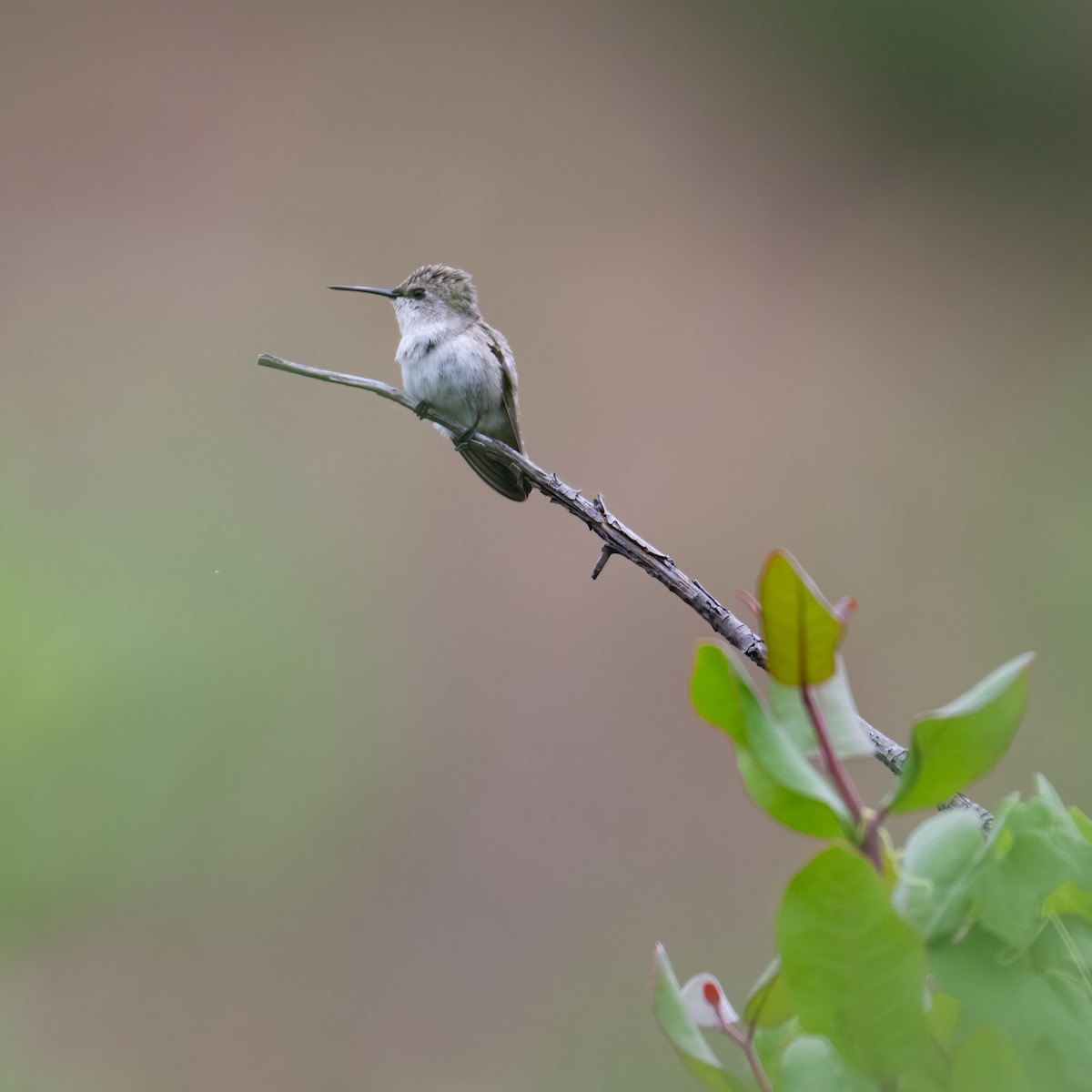 Costa's Hummingbird - ML619852224