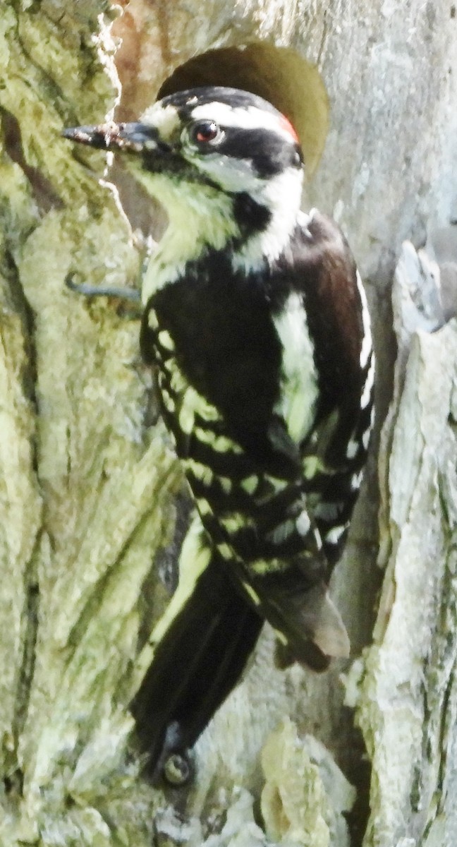 Downy Woodpecker - ML619852226