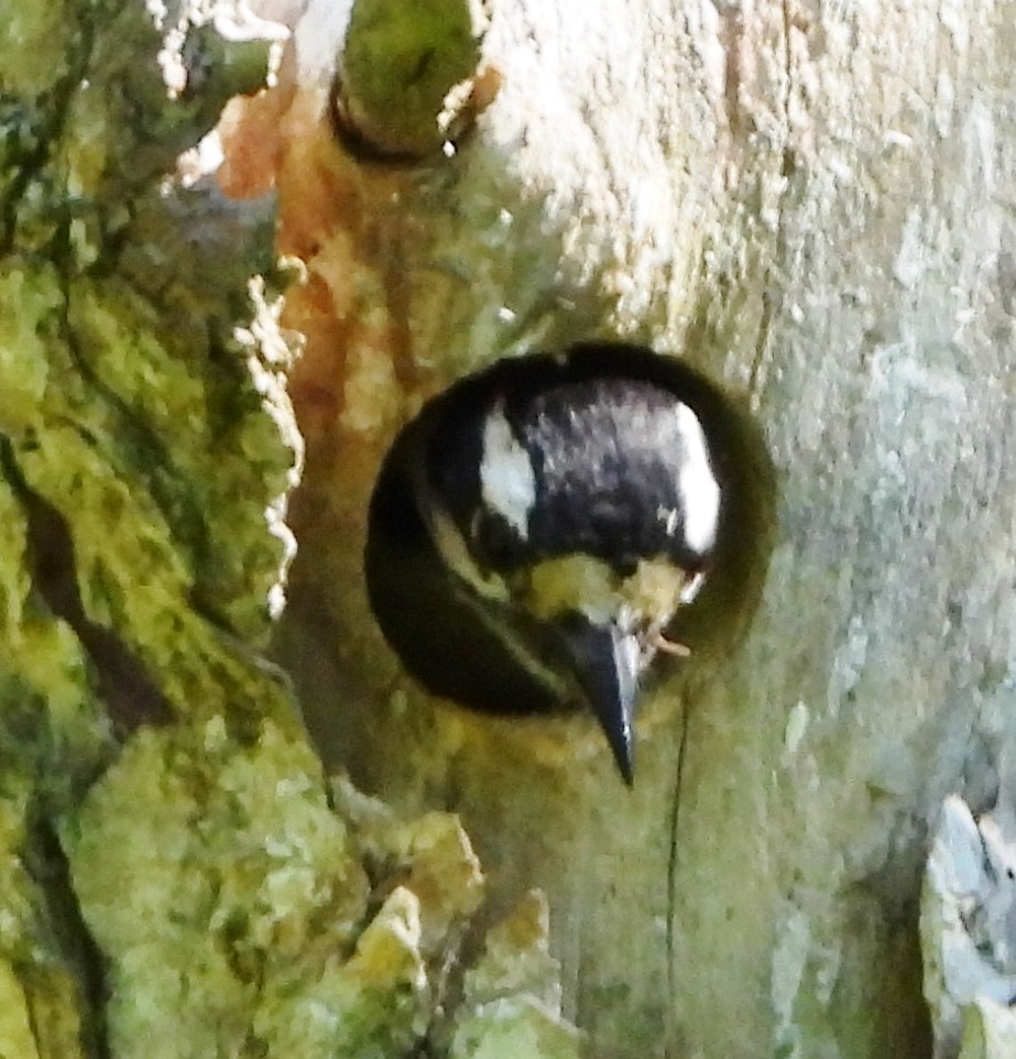 Downy Woodpecker - ML619852227