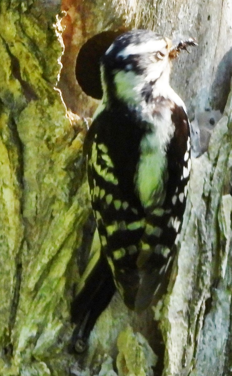 Downy Woodpecker - ML619852229
