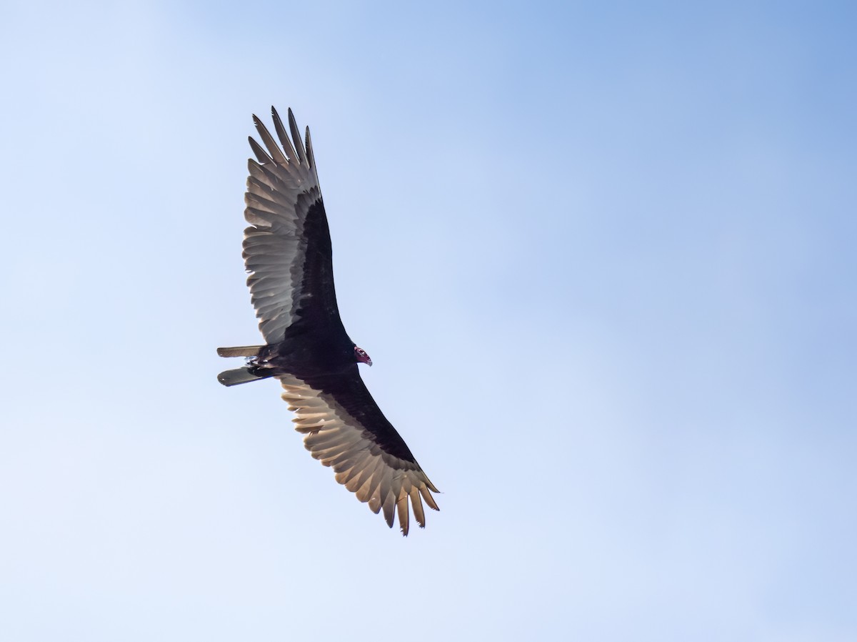 Turkey Vulture - ML619852232