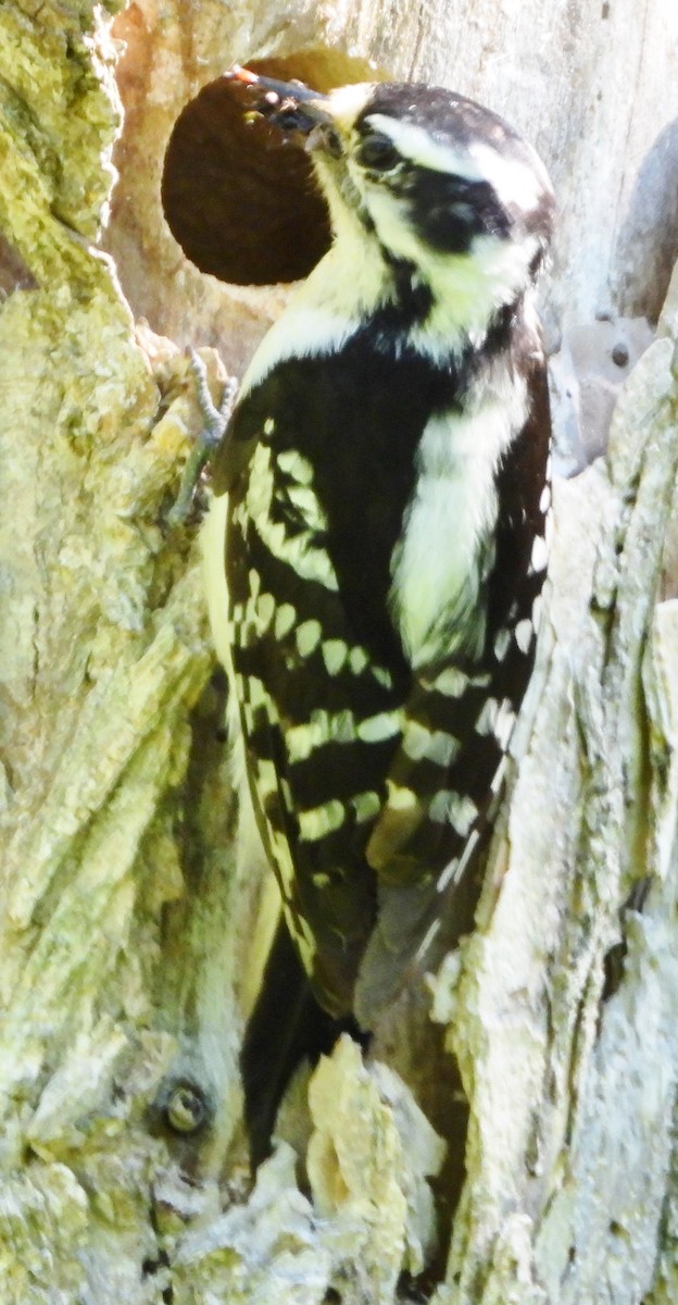 Downy Woodpecker - ML619852233