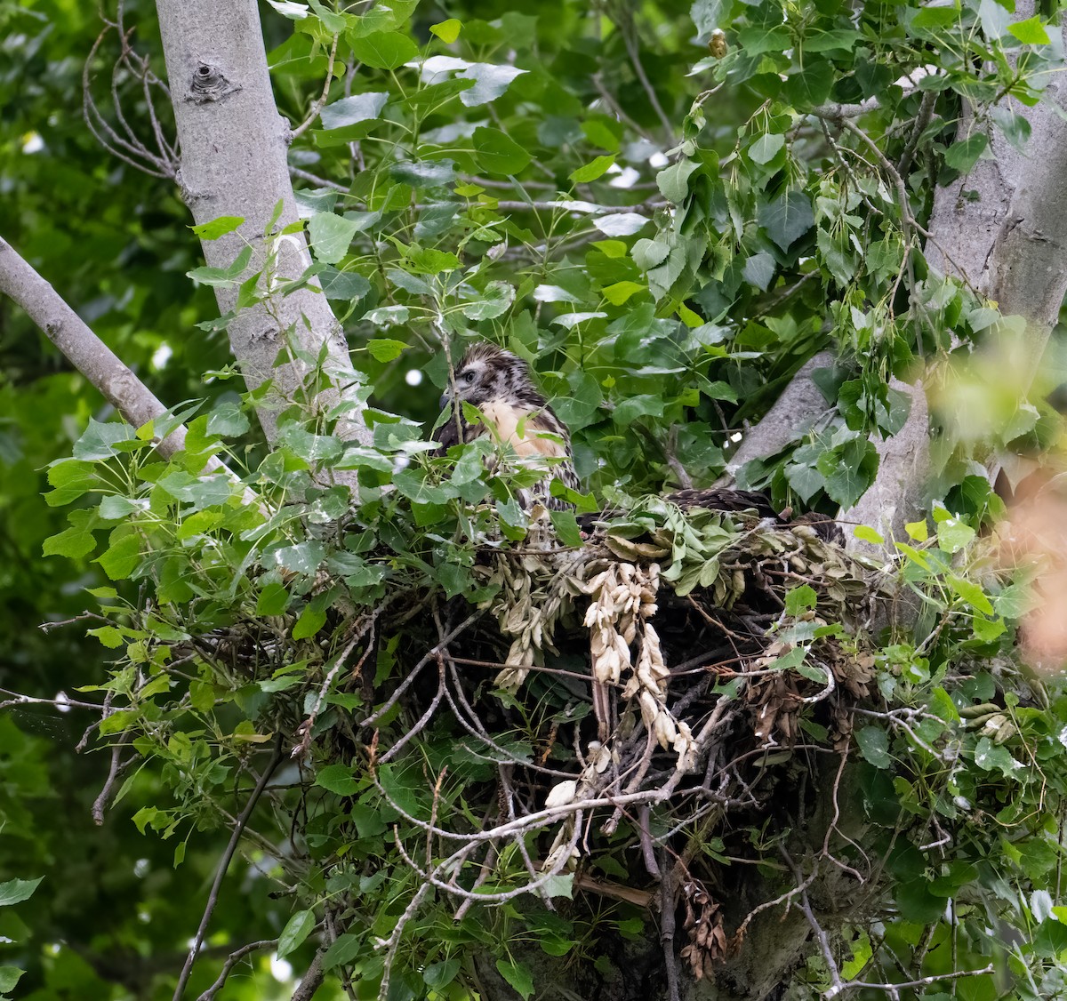 Red-tailed Hawk - ML619852236