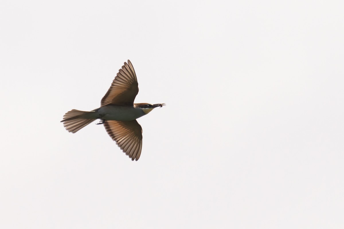 European Bee-eater - ML619852241