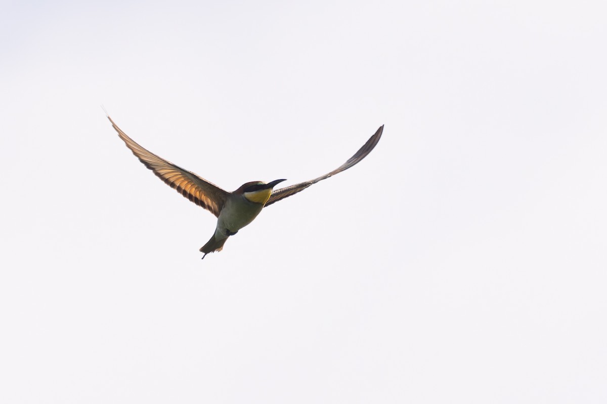 European Bee-eater - ML619852242
