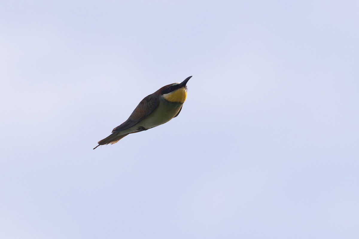 European Bee-eater - ML619852243
