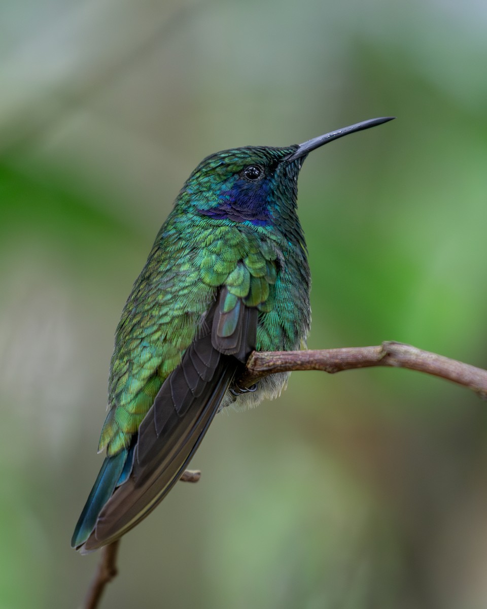 Lesser Violetear (Costa Rican) - ML619852245