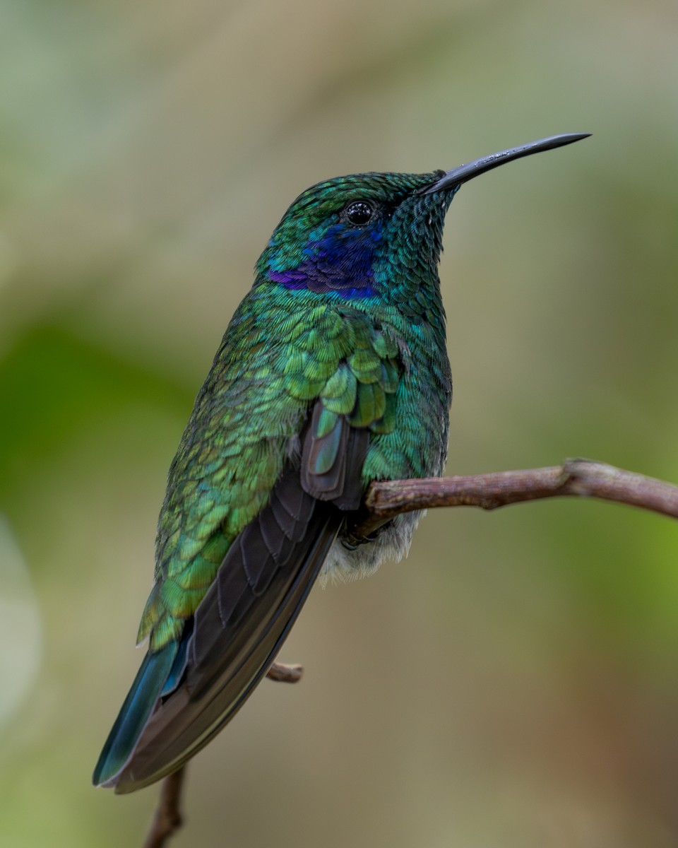 kolibřík modrouchý (ssp. cabanidis) - ML619852246