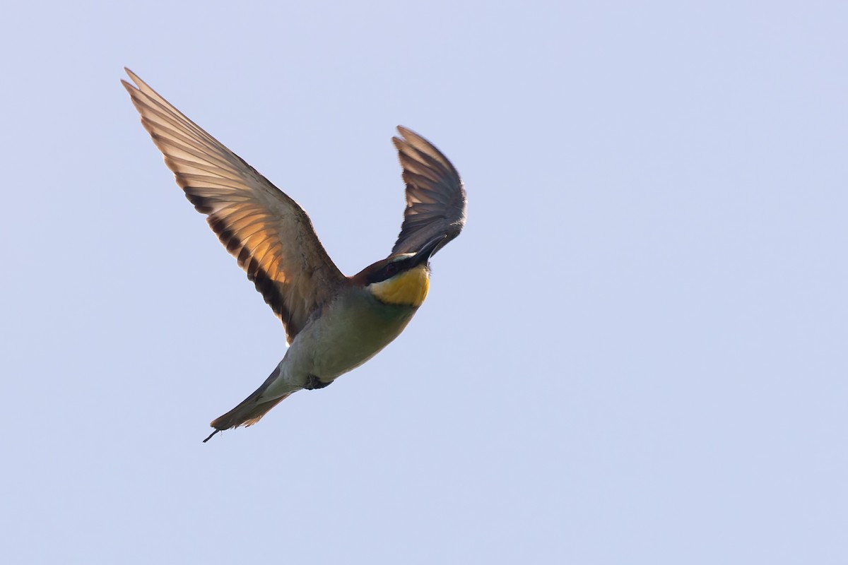 European Bee-eater - ML619852248