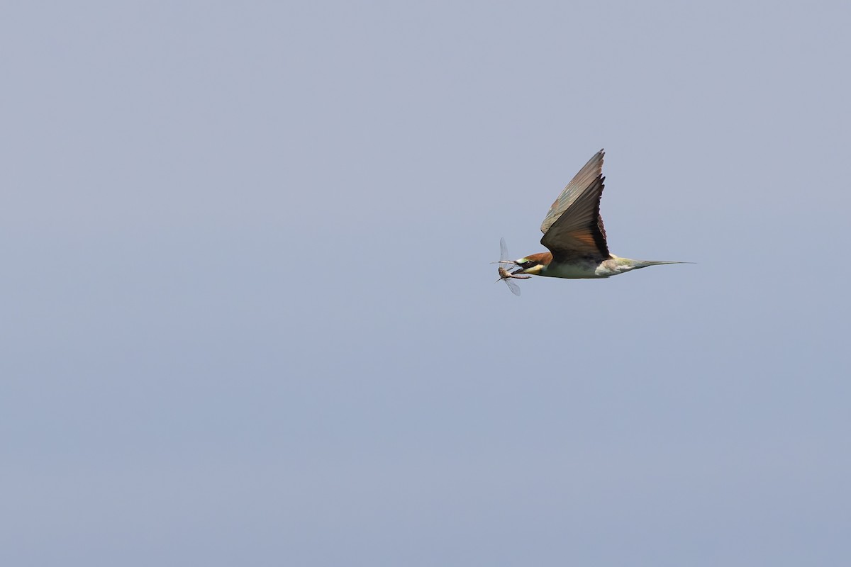 European Bee-eater - ML619852257