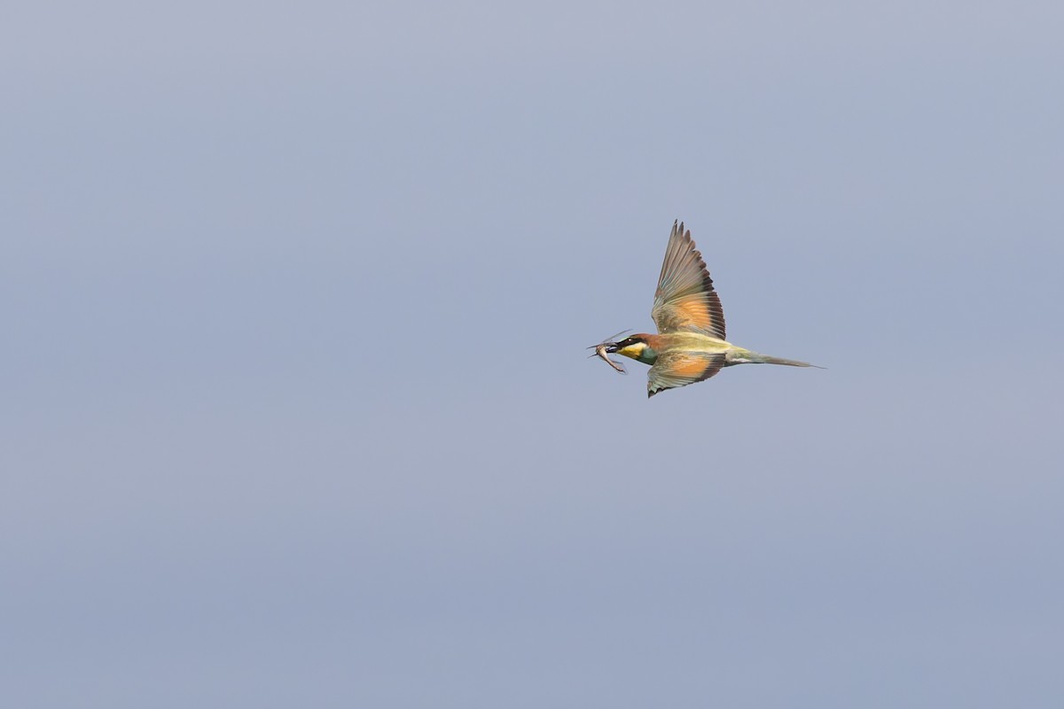 European Bee-eater - ML619852258