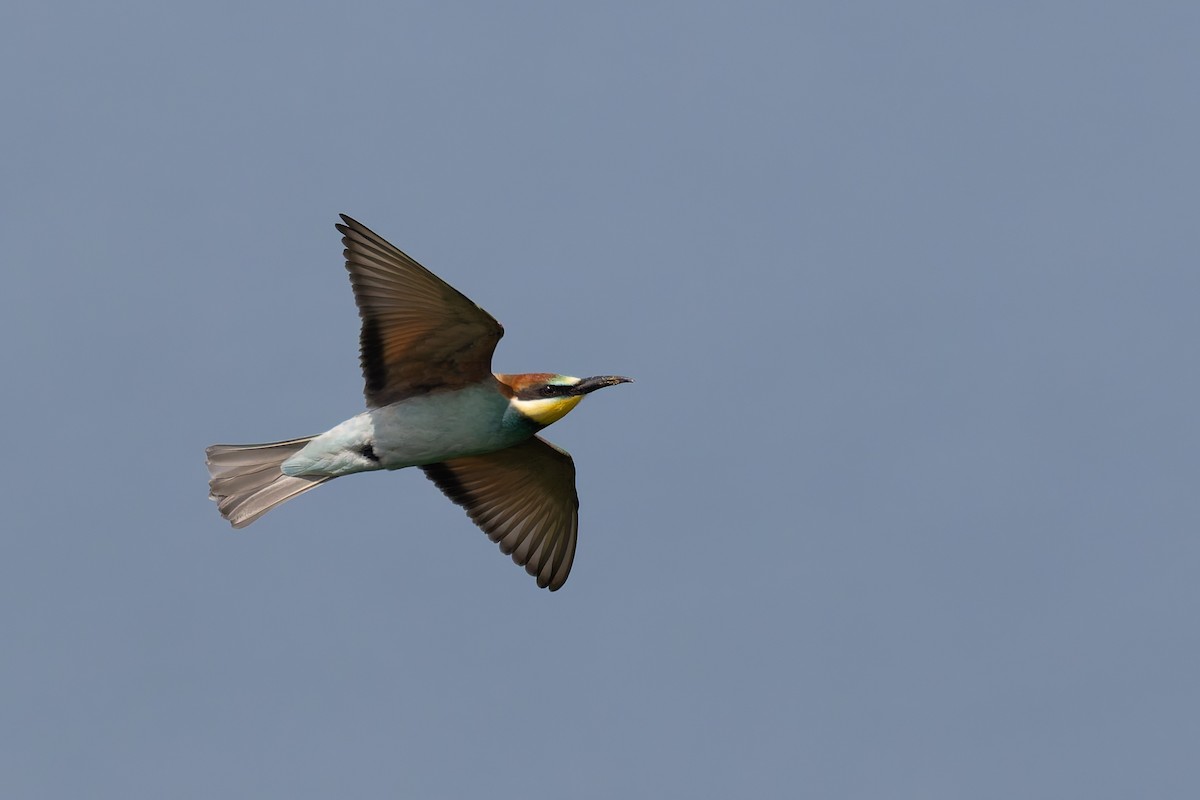 European Bee-eater - ML619852264