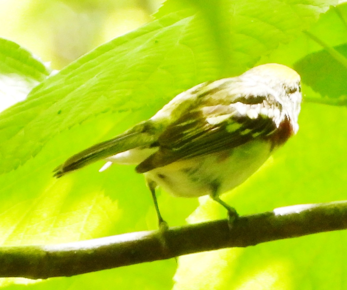 Chestnut-sided Warbler - ML619852278