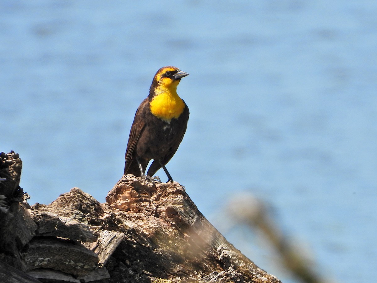Yellow-headed Blackbird - ML619852288