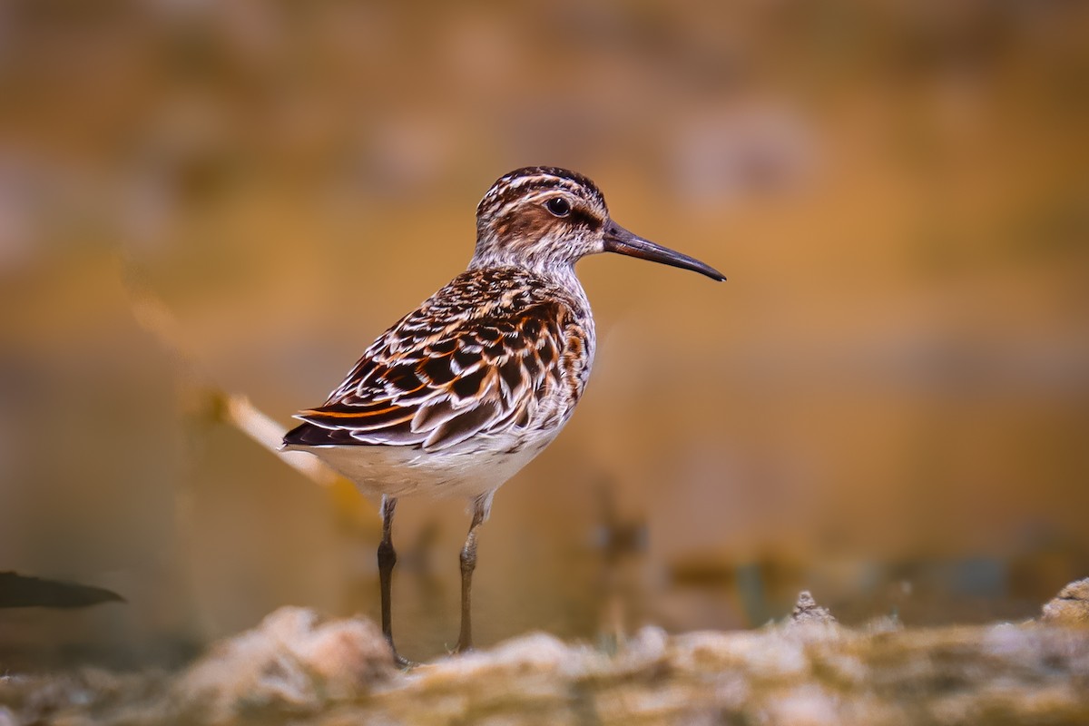 Broad-billed Sandpiper - ML619852298