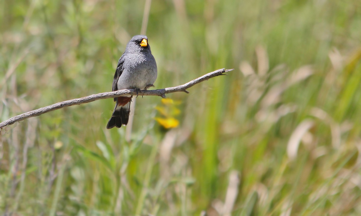 Band-tailed Seedeater - ML619852315