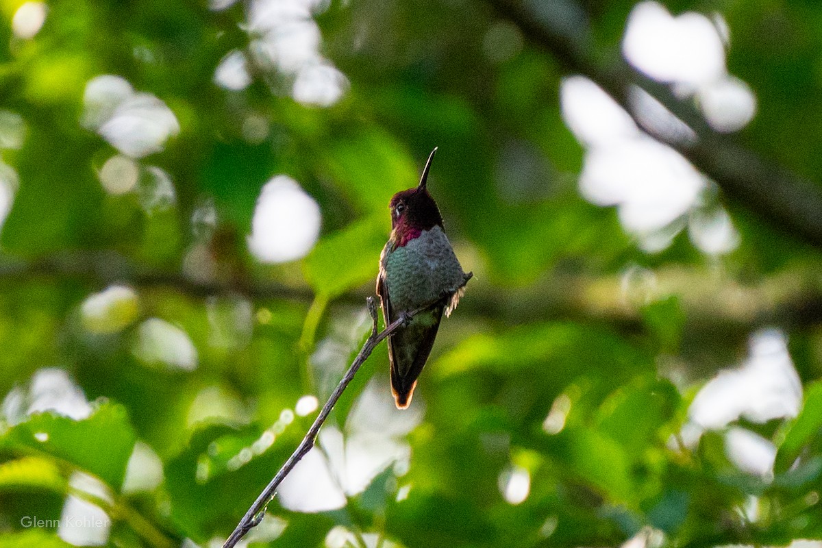 Anna's Hummingbird - ML619852323