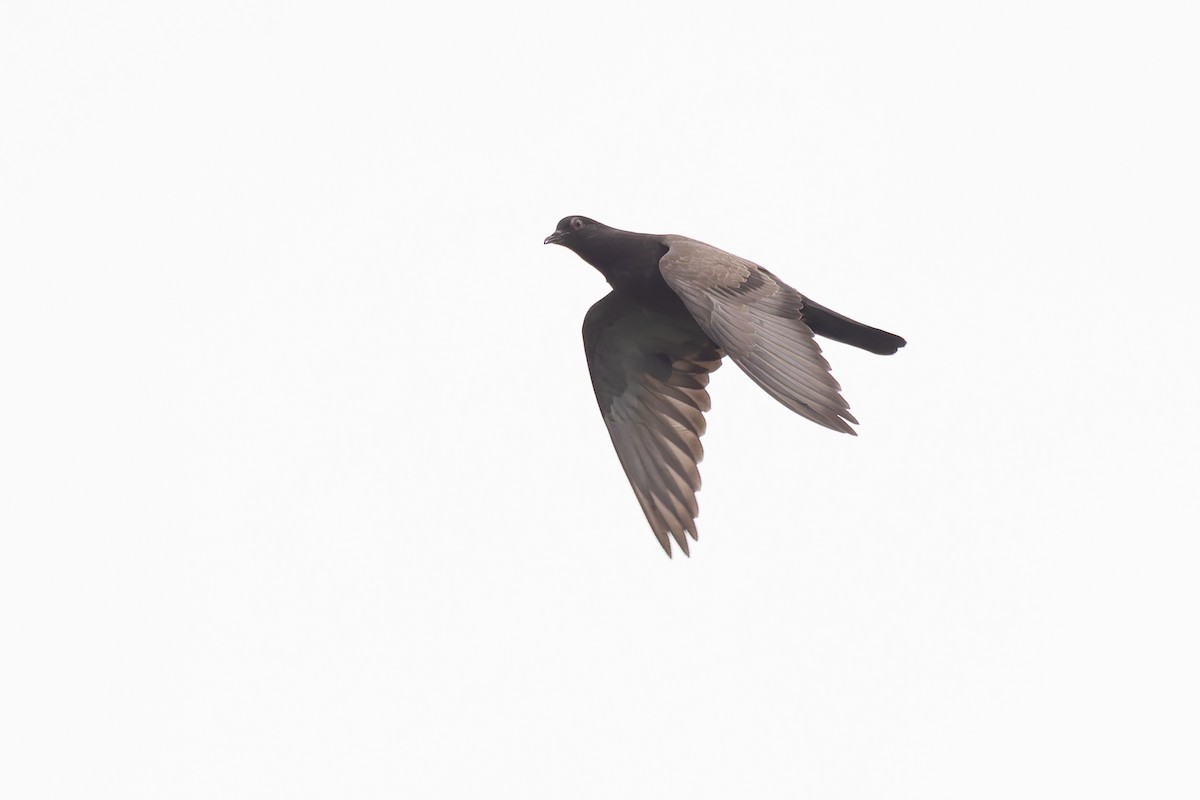Rock Pigeon (Feral Pigeon) - ML619852336