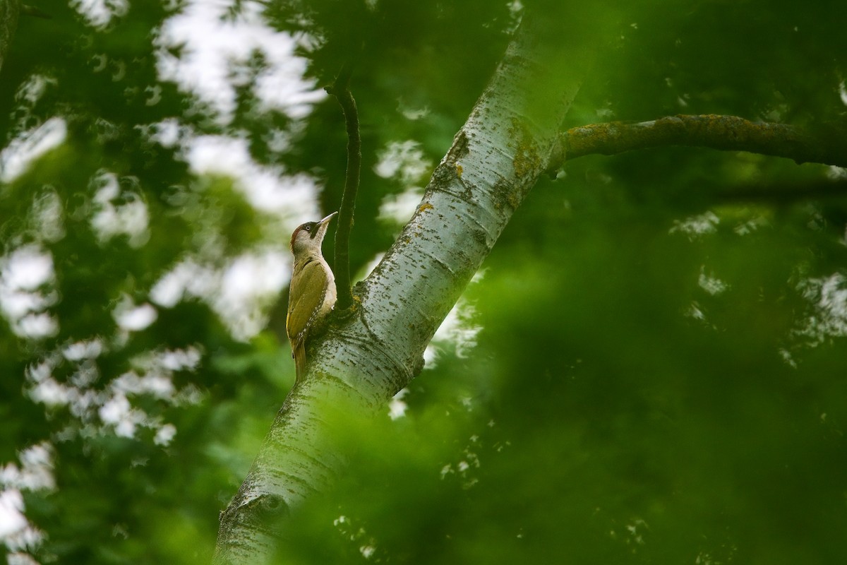 Eurasian Green Woodpecker - ML619852342