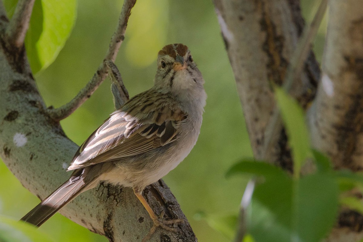 Rufous-winged Sparrow - ML619852376