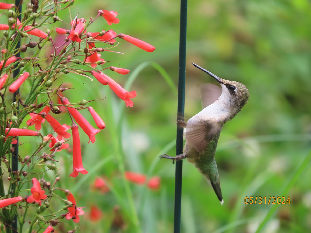 Ruby-throated Hummingbird - ML619852379